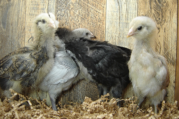 4 Pullet Chicks Week 3 - 3 Easter Egger & 1 Lavender Orpington